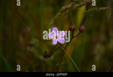 Wild Geranium (Roberts Krane Bill) Stockfoto