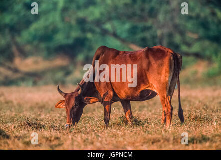 Zebu Kuh, Brahman Kuh oder Brahma Kuh, Bos indicus, Beweidung im Grasland, Keoladeo Ghana National Park, Bharatpur, Rajasthan, Indien Stockfoto