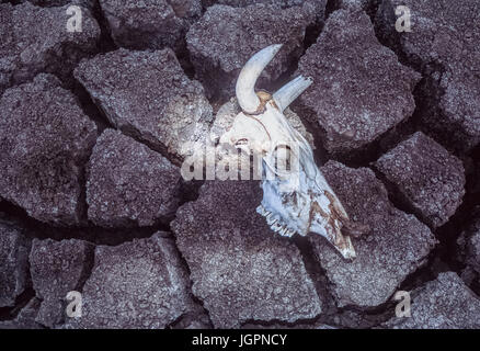 Zebu Kuh Schädel, (Bos domesticus), Schädel von Dürre Opfer liegt auf Risse im Schlamm, Gujarat, Indien. Stockfoto