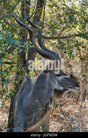 Große Kudu, Tragelaphus Strepsiceros, unter den Baum mit Kopf und prächtigen Hörner, Sabi Sands game Reserve, Südafrika Stockfoto