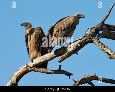 Weißrückenspecht Geier, abgeschottet Africanus, thront in einem toten Baum, Sabi Sands Game reserve, Südafrika Stockfoto