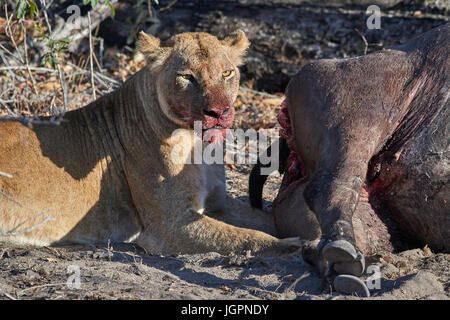 Löwin, Panthera Leo, Fütterung auf Büffel, blutigen Gesicht, Sabie Sands Game reserve, Südafrika Stockfoto