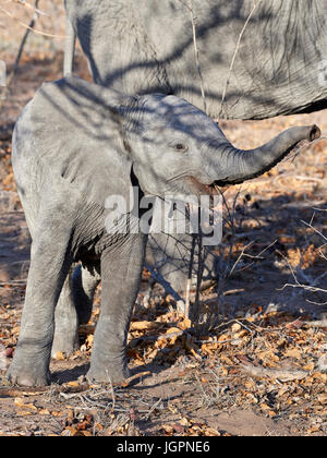 Afrikanischer Elefant, Loxodonta Africana, Kalb wird neugierig, Sabie Sand Wildreservat, Südafrika Stockfoto