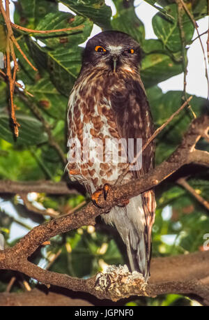 Braun Hawk Owl (Ninox scutulata), Keoladeo Ghana National Park, Bharatpur, Rajasthan, Indien Stockfoto