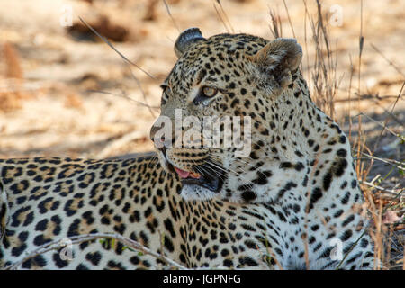 Leopard, Panthera Pardus, Sabi Sands Nature Reserve, Südafrika, große männliche im Schatten liegend Stockfoto