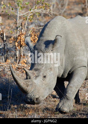 Quadrat-lippige () Breitmaulnashorn, Ceratotherium Simum Beweidung im Sabi Sands game Reserve, Südafrika Stockfoto