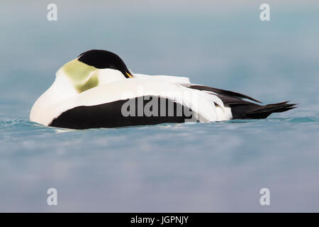 Gemeinsamen Eiderenten (Somateria Mollissima) Stockfoto