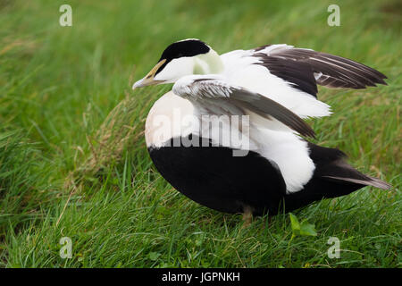 Gemeinsamen Eiderenten (Somateria Mollissima), erwachsener Mann seine Flügel ausbreitet Stockfoto