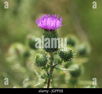 Kratzdistel (Cirsium Vulgare) Stockfoto