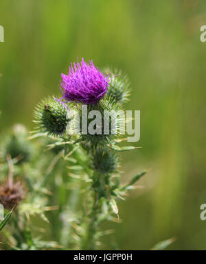 Kratzdistel (Cirsium Vulgare) Stockfoto