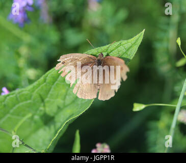 Braune Wiese (Maniola Jurtina) Stockfoto
