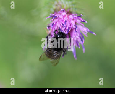 Rotschwanz-Hummel (Bombus Lapidarius) Stockfoto