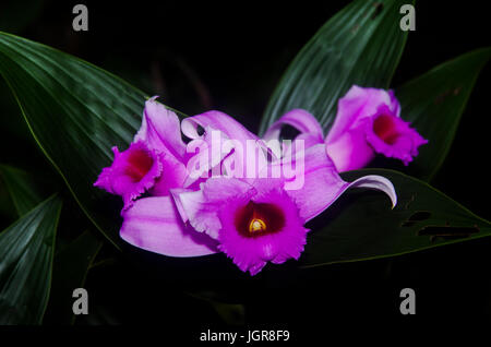 Sobralia Decora schöne rosa Orchidee Aufnahme in Panama Stockfoto