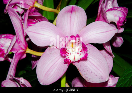 Große rosa Orchidee Blume mit roten und weißen Mittelpunktfarbe Stockfoto