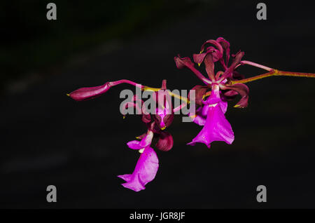 Encyclia Cordigera Rosea Orchidee Blume mit breiten flachen Lippe mit reichen reine Farbe Stockfoto