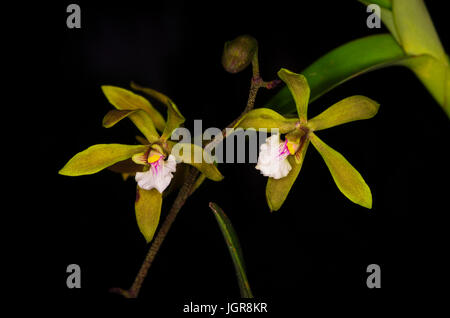 Encyclia Tampensis oder Tampa Schmetterling Orchidee Aufnahmen in Panama Stockfoto