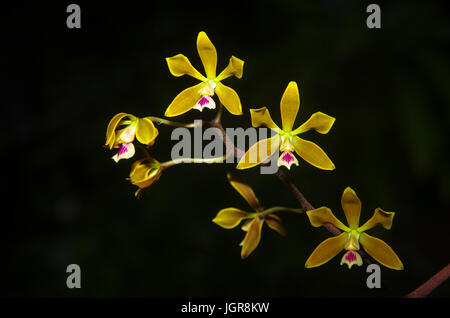 Encyclia Tampensis oder Tampa Schmetterling Orchidee Aufnahmen in Panama Stockfoto
