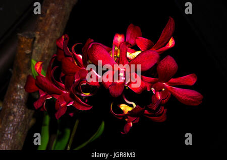 Dunkel rot leuchtende Orchideen auf dunklen schwarzen Hintergrund Stockfoto