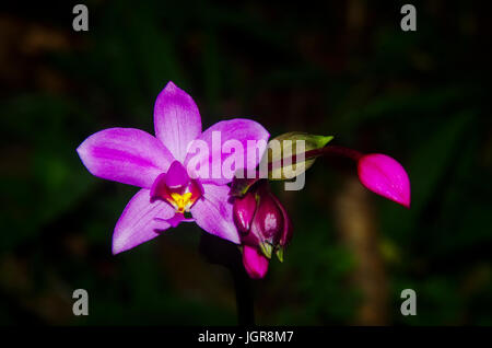 kleine rosa Orchidee wächst auf dem Rasen land Stockfoto