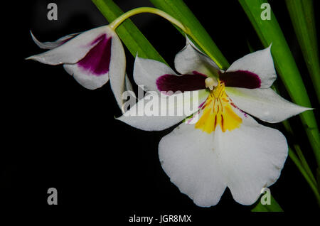 Große weiße Miltoniopsis Orchidee mit gelb und lila Zentrum Farben Stockfoto