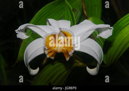 Weiße Sobralia Leucoxantha Orchidee Bild in Panama Stockfoto