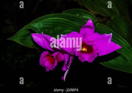 Sobralia Decora schöne rosa Orchidee Aufnahme in Panama Stockfoto