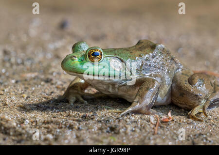 Amerikanischer Ochsenfrosch (Lithobates Catesbeianus oder Rana Catesbeiana) Porträt, Ledges Staatspark, Iowa, USA. Stockfoto