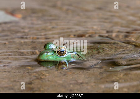 Amerikanischer Ochsenfrosch (Lithobates Catesbeianus oder Rana Catesbeiana) im Wasserstrom, Ledges Staatspark, Iowa, USA. Stockfoto