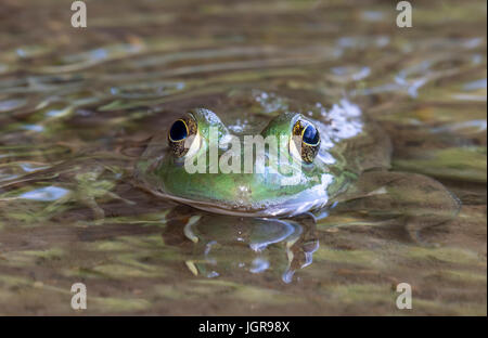 Amerikanischer Ochsenfrosch (Lithobates Catesbeianus oder Rana Catesbeiana) im Wasserstrom, Ledges Staatspark, Iowa, USA. Stockfoto
