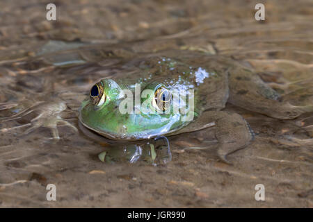 Amerikanischer Ochsenfrosch (Lithobates Catesbeianus oder Rana Catesbeiana) im Wasserstrom, Ledges Staatspark, Iowa, USA. Stockfoto