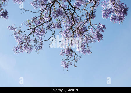 Blumen Sie blühen auf blauen Jacaranda-Baum vor blauem Himmel, Jacaranda Mimosifolia. Argentinien, Südamerika Stockfoto