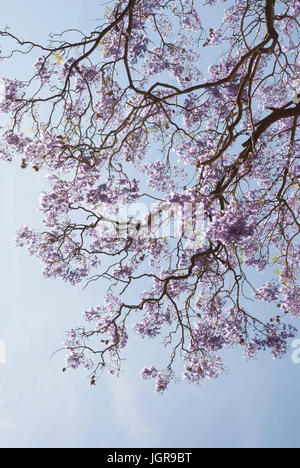 Blumen Sie blühen auf blauen Jacaranda-Baum vor blauem Himmel, Jacaranda Mimosifolia. Argentinien, Südamerika Stockfoto