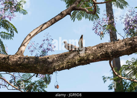 Dove thront auf einem Ast jacaranda Stockfoto