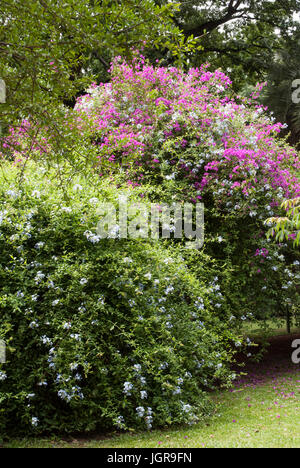 Rosa Bougainvillea und blau Plumbago Auriculata (Plumbago Capensis) Blumen Stockfoto