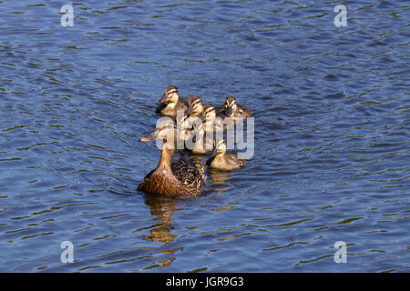 Eine Mutter Stockente (Anas Platyrhychos) mit ihrer Familie von Entchen auf einem Teich schwimmen. Stockfoto