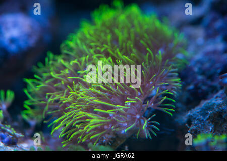 grüne Sterne Polyp Koralle Stockfoto