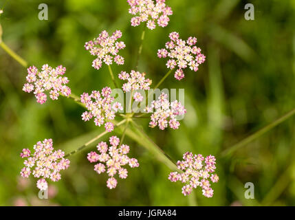 Achillea Millefolium. Schafgarbe. Wildblumen auf Weichzeichnen grünen Hintergrund. Stockfoto