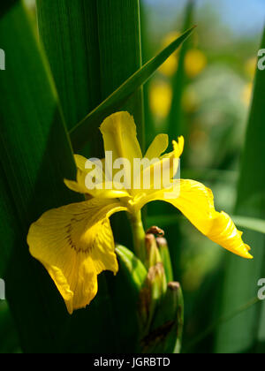 Iris pseudacorus, Gelbe Iris auch als gelbe Flagge, Cornwall, UK Stockfoto