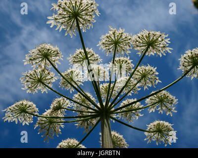 Anthriscus sylvestris, Kuh petersilie von unten, Cornwall, Großbritannien Stockfoto