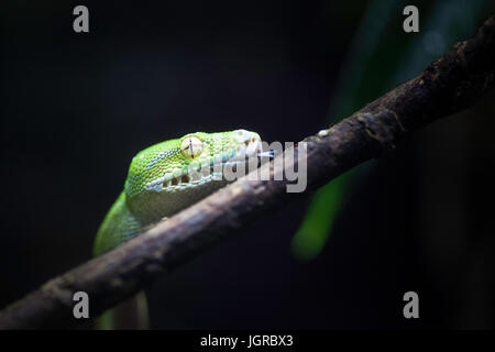 Green Tree python Schlange Klettern ein Zweig mit dunklen Hintergrund Stockfoto