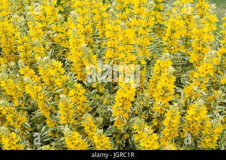 bunte Gilbweiderich - Lysimachia Puctata golden alexander Stockfoto