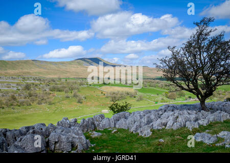 Whernside aus weißen Narbe, North Yorshire Dales, England Stockfoto