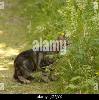 Weibliche tabby Katze draußen mit der Suche und neugierig durch etwas grünes Gras isoliert Stockfoto