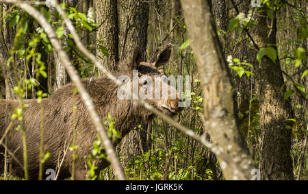 Elch rund um den Biebrza-Fluss Stockfoto