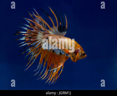 Crowntail siamesische Kampffische in einem blauen Hintergrund Stockfoto