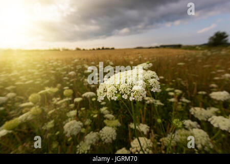 Queen Anne es Lace, eine nordamerikanische Wildblumen wachsen im ländlichen Amerika. Stockfoto