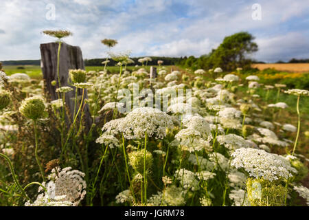 Queen Anne es Lace, eine nordamerikanische Wildblumen wachsen im ländlichen Amerika. Stockfoto