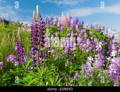 Lupinen wachsen in einem Graben entlang einer Feld-Hof im ländlichen Amerika. Stockfoto