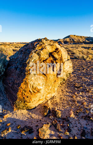 Versteinertes Holz Baum-Log-Segment in den Böden der Petrified Forest National Park, Arizona, USA ausgesetzt. Stockfoto