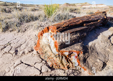 Bunter Querschnitt von versteinertem Holz Baum anmelden Segment in der Böden Der Petrified Forest National Park, Arizona, USA ausgesetzt. Stockfoto